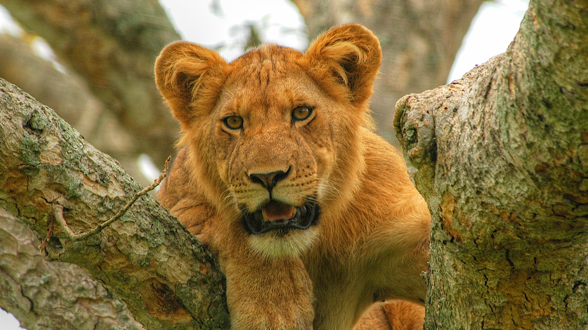 Best Uganda Wildlife Safari Parks