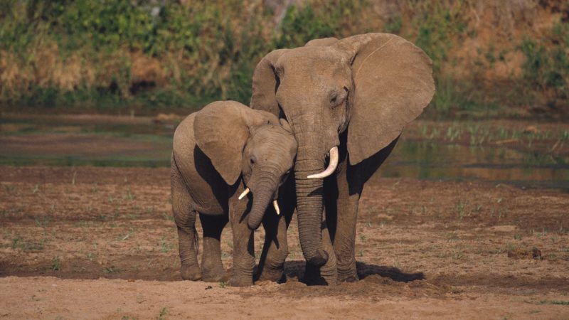 Safari in Uganda