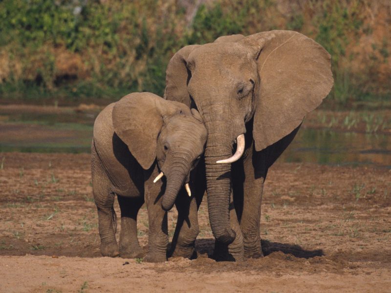 Safari in Uganda