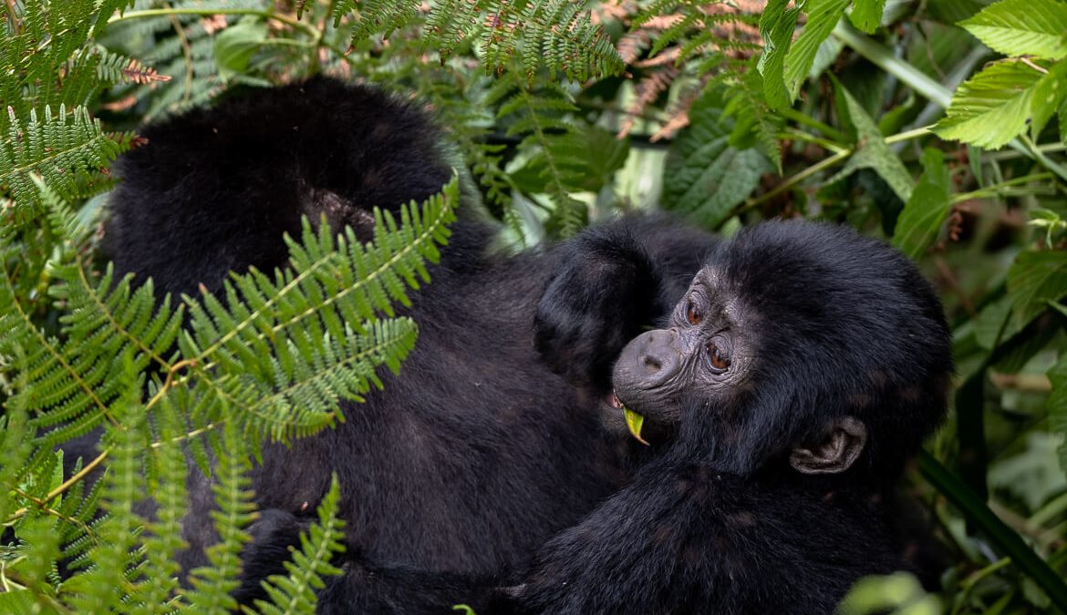 Gorilla Trekking in Uganda