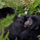 Gorilla Trekking in Uganda