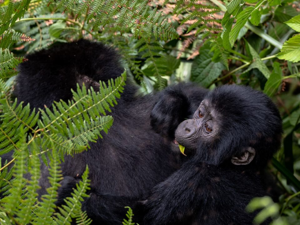 Gorilla Trekking in Uganda