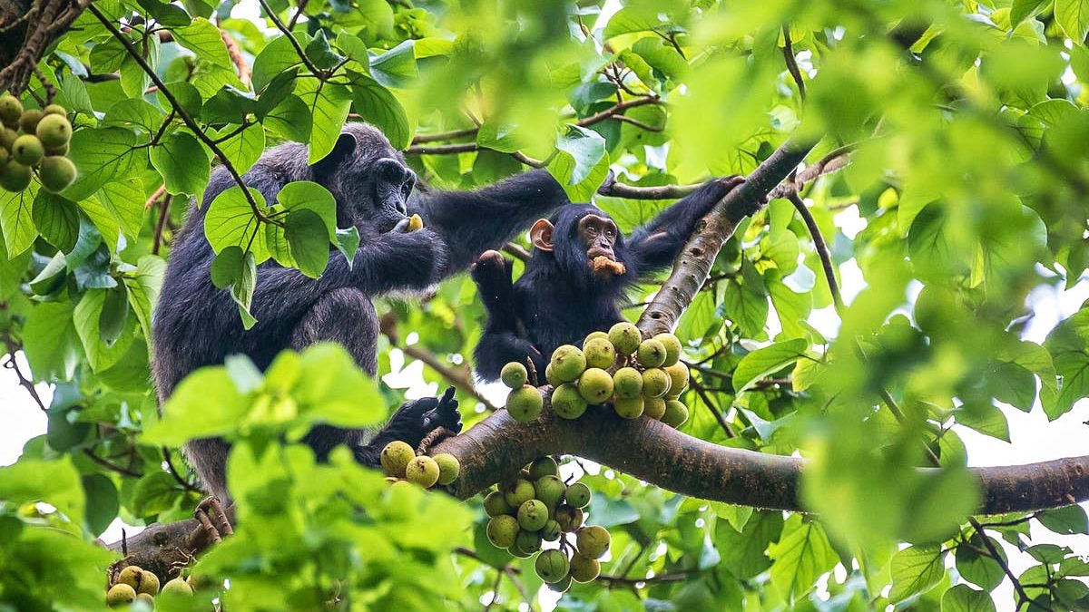 Chimpanzee Tracking in Rwanda - Rwanda Wildlife Safaris