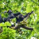 Chimpanzee Tracking in Rwanda - Rwanda Wildlife Safaris