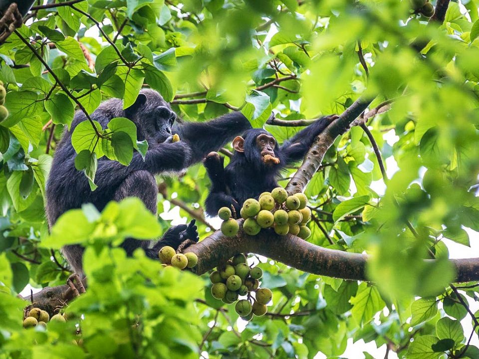 Chimpanzee Tracking in Rwanda - Rwanda Wildlife Safaris