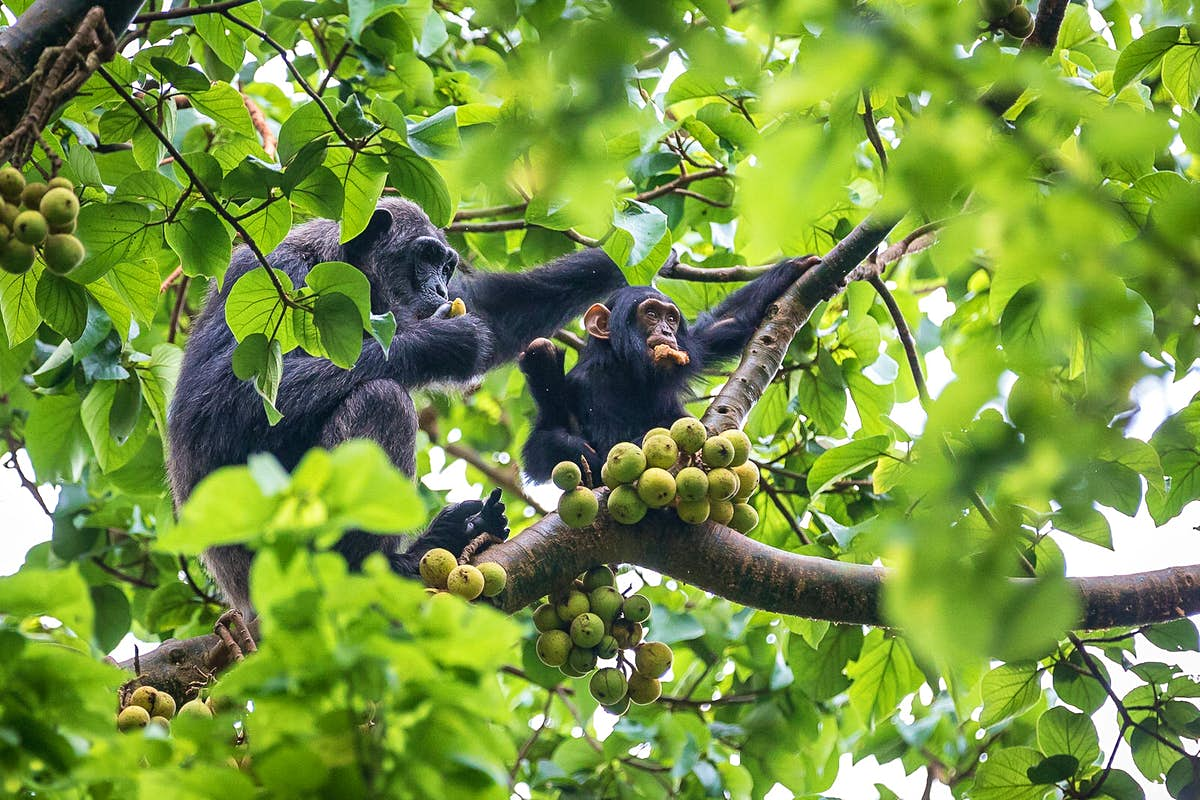 Chimpanzee Tracking in Rwanda