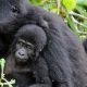 Small Groups Gorilla Safaris