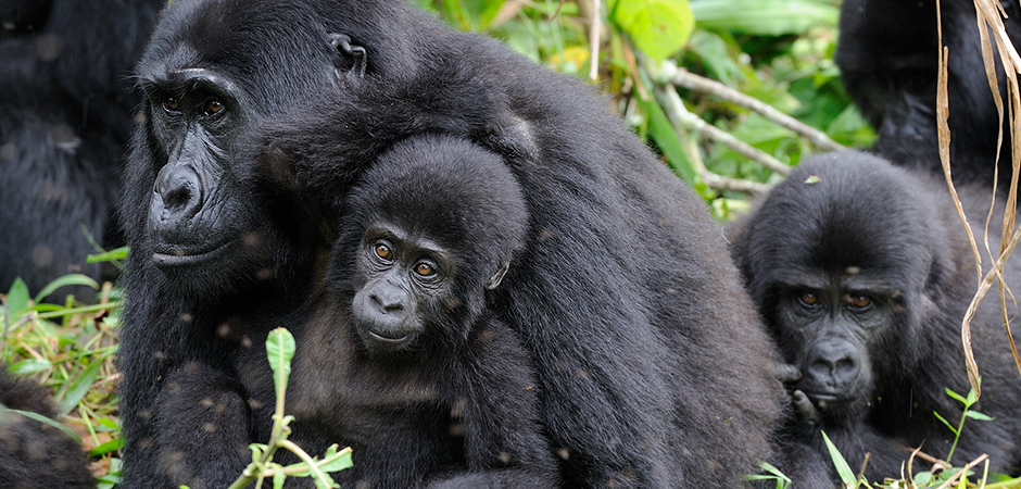 Small Groups Gorilla Safaris