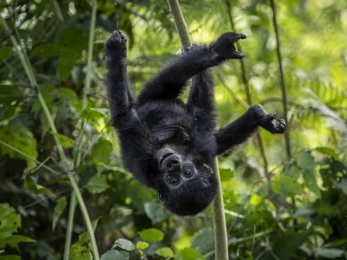 Gorilla Trekking Tour in Rwanda