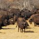 Rwanda wildlife Safari