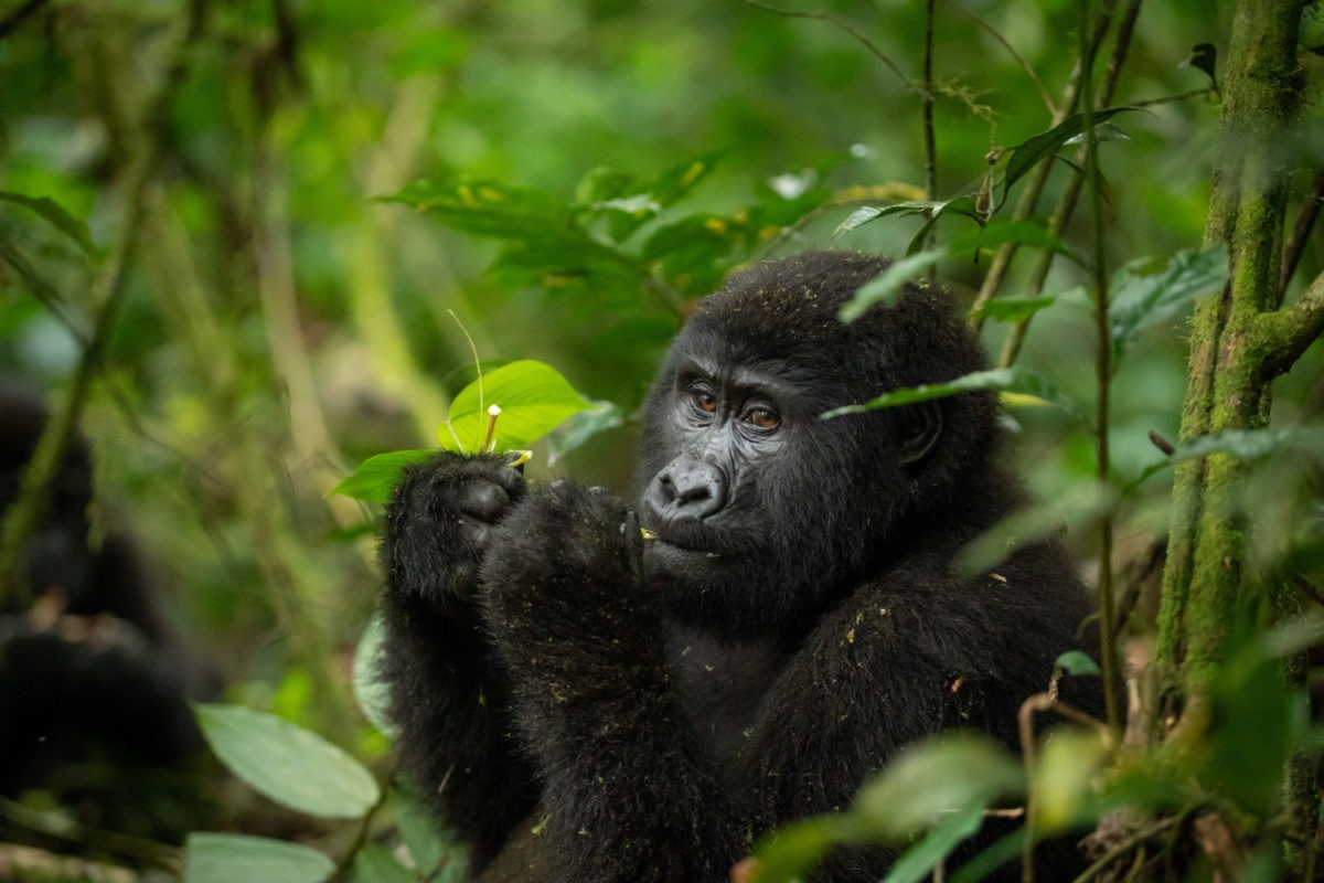 Gorilla Trekking in Rwanda