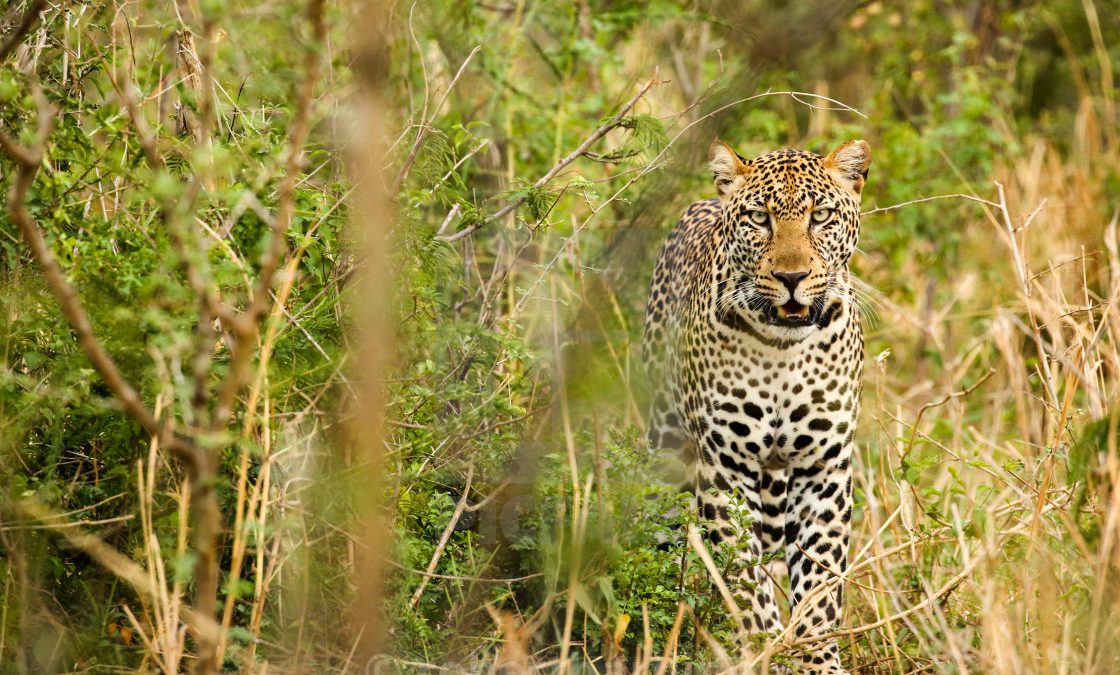 Acacia Safari Uganda