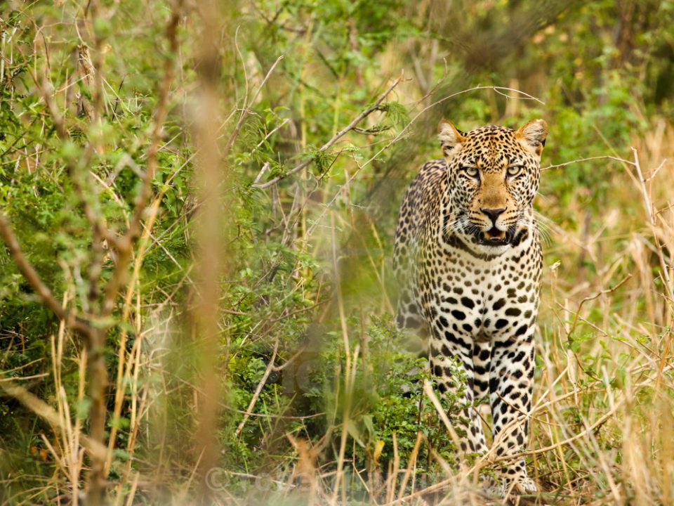 Acacia Safari Uganda