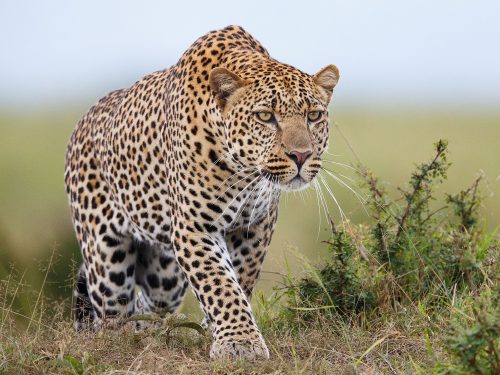Wildlife Adventure in East Africa Credit: Getty