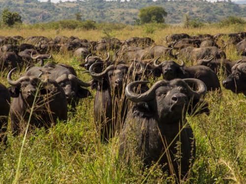 Uganda wildlife tour
