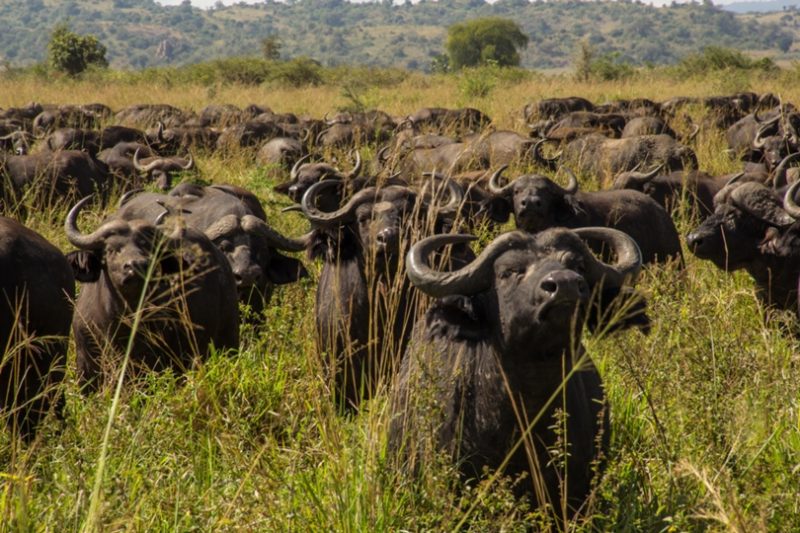 Uganda wildlife tour