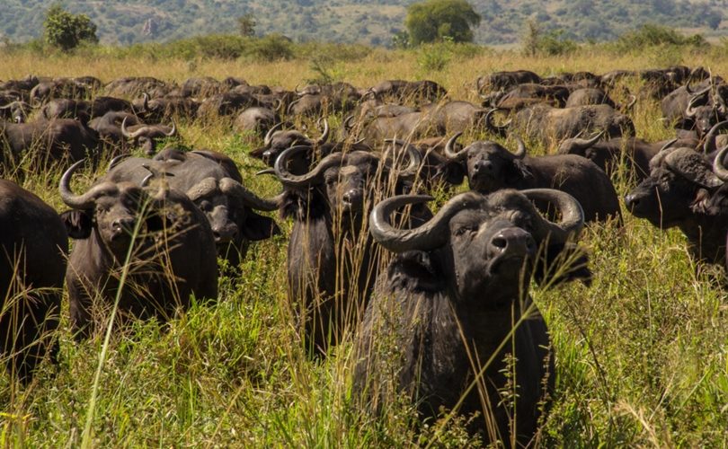 Uganda wildlife tour