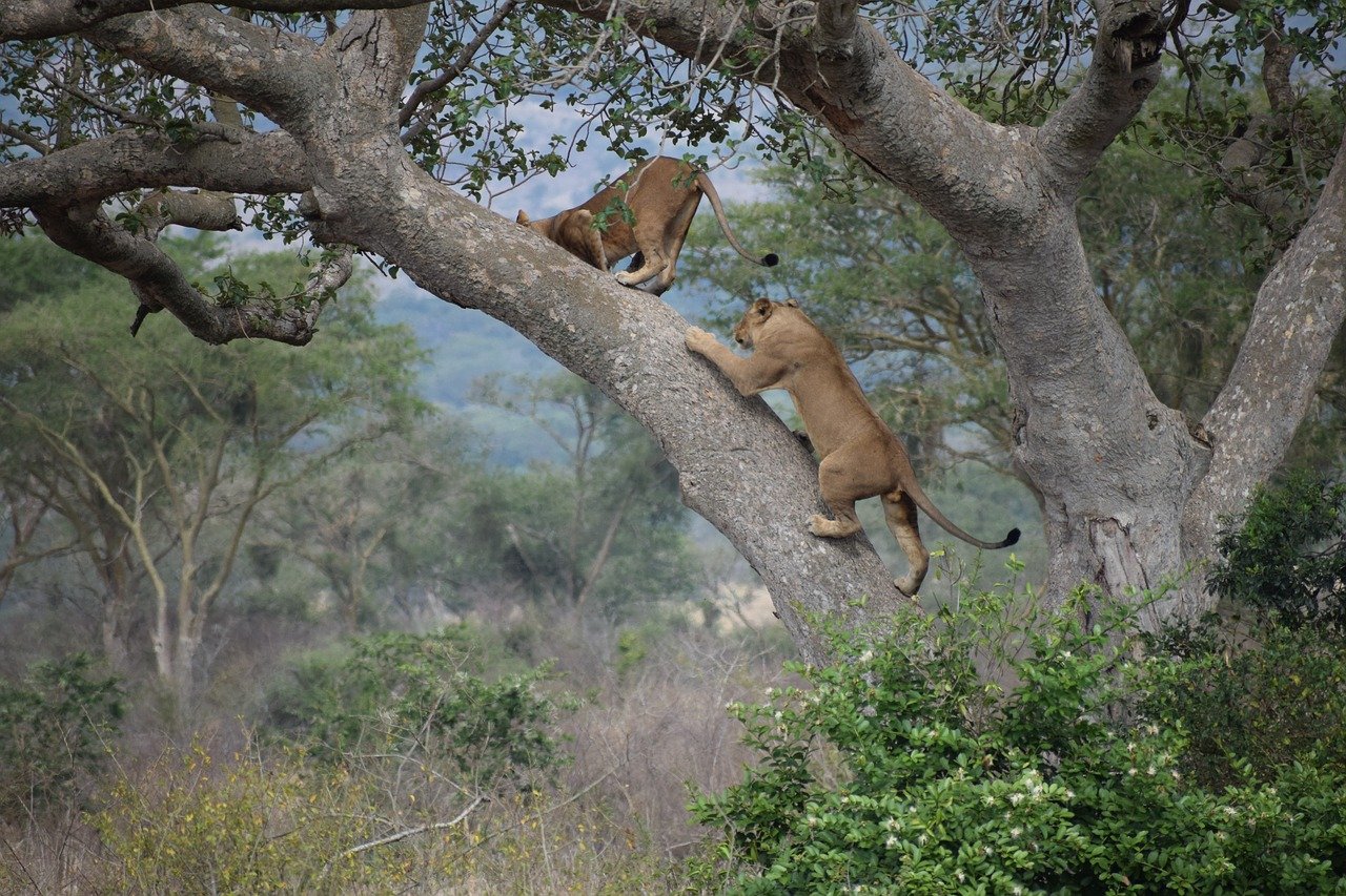 Uganda Safari