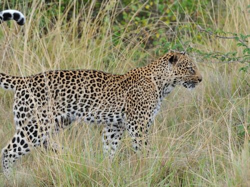Ultimate Wildlife Safari