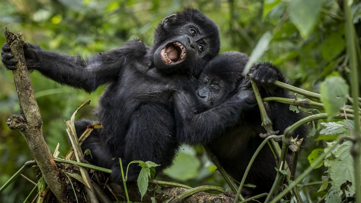 Best Time for Gorilla Trekking & Wildebeest