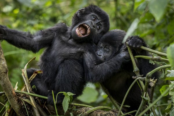 Best Time for Gorilla Trekking & Wildebeest