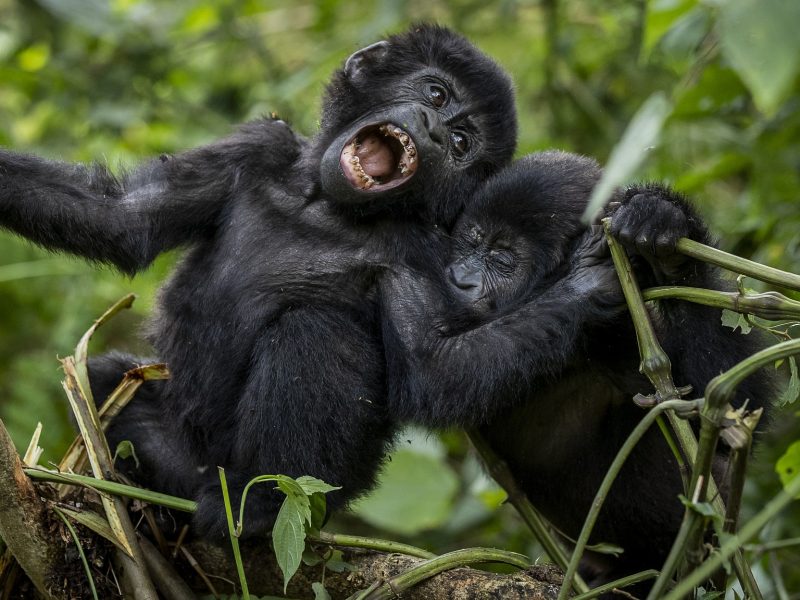 Best Time for Gorilla Trekking & Wildebeest