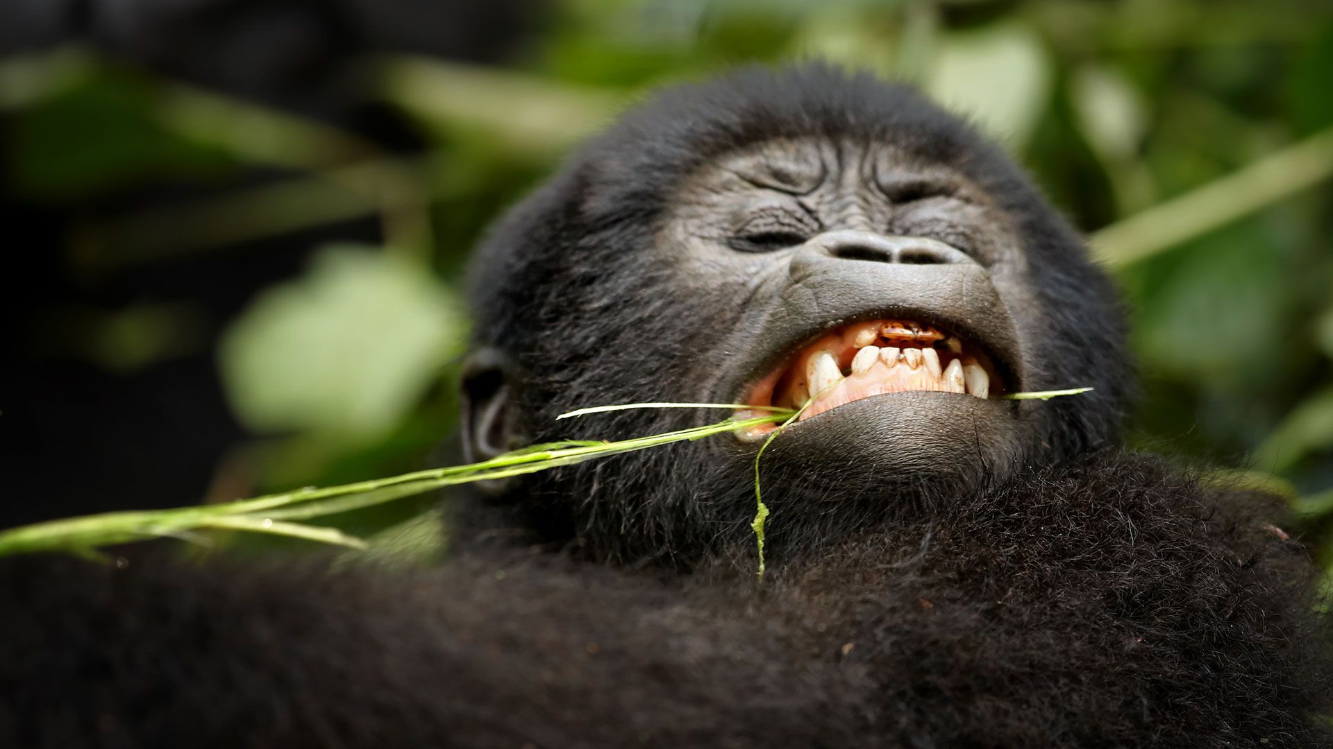 Uganda Gorilla Safaris-Uganda National Parks