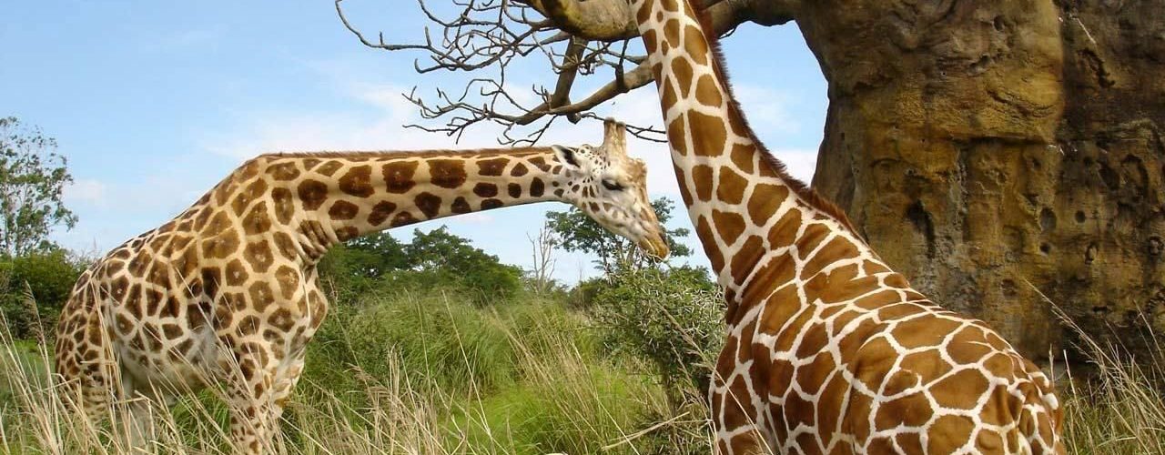 Adventure Safaris Rwanda