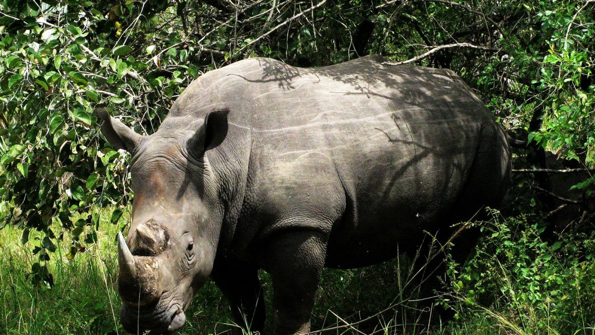 Guidelines for Rhino Tracking