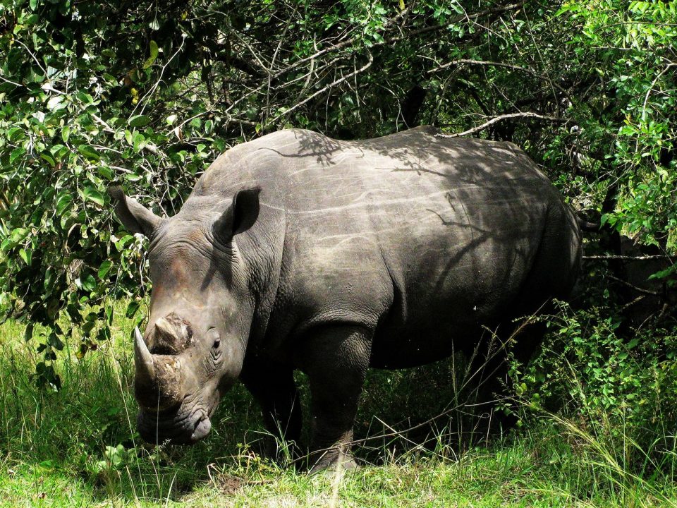 Guidelines for Rhino Tracking