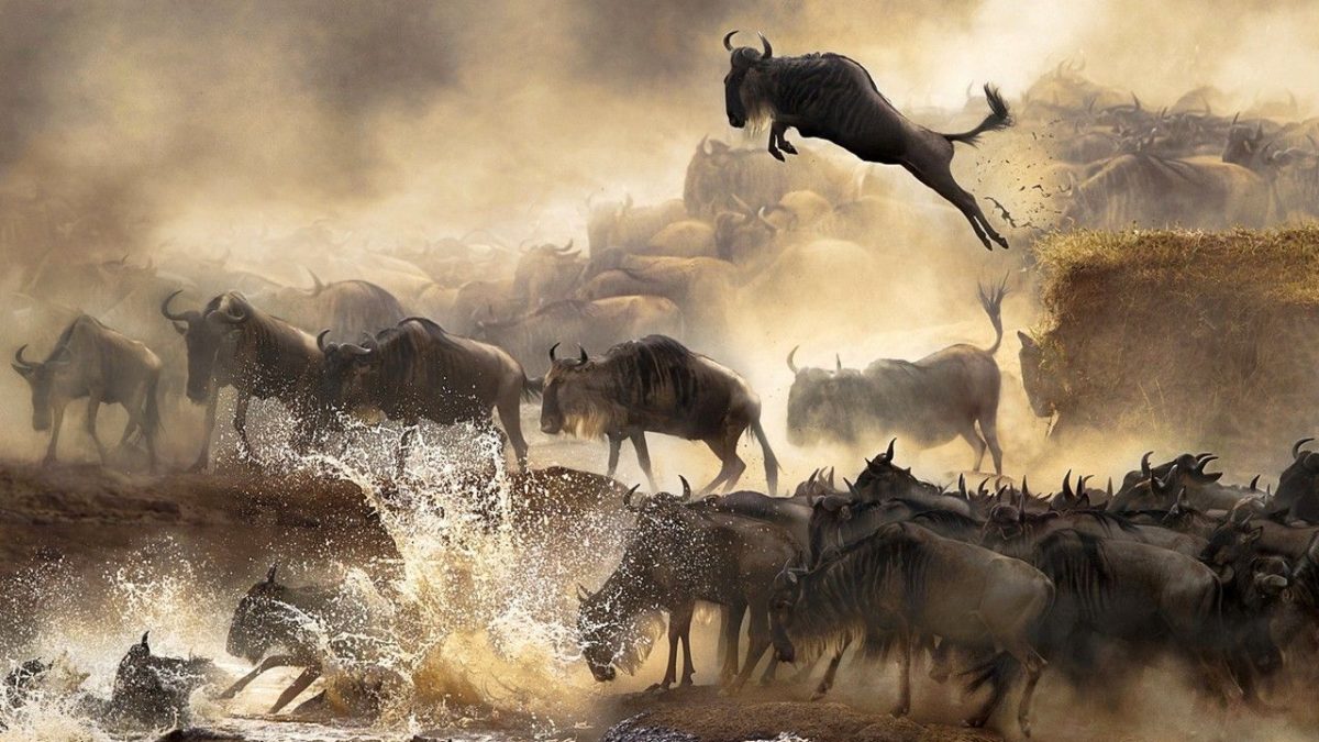 Magical Kenya Safaris