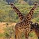 Wildlife Safari to Kidepo