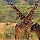 Wildlife Safari in Akagera National Park
