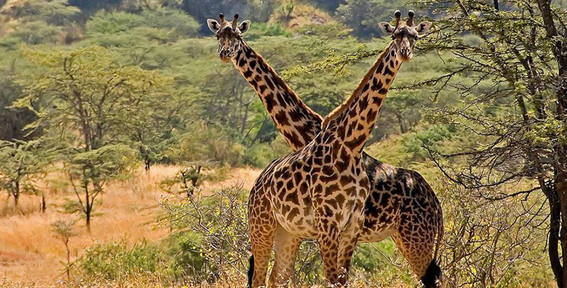 Wildlife Safari in Akagera National Park