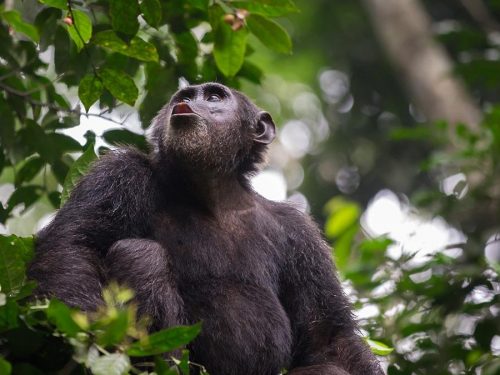 5 Days Rwanda Gorilla Trekking & Chimpanzee tracking safari