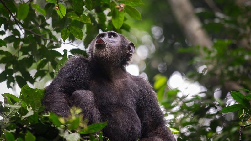 5 Days Rwanda Gorilla Trekking & Chimpanzee tracking safari