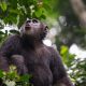 5 Days Rwanda Gorilla Trekking & Chimpanzee tracking safari