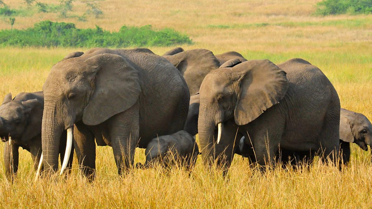 Uganda Wildlife Tour