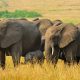 Uganda Wildlife Tour