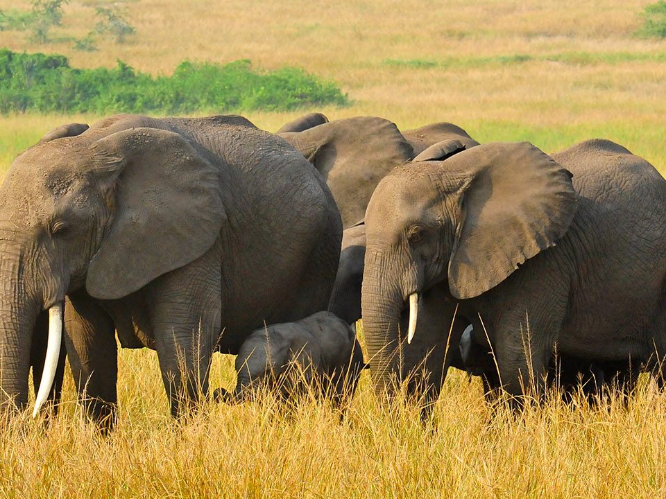 Uganda Wildlife Tour