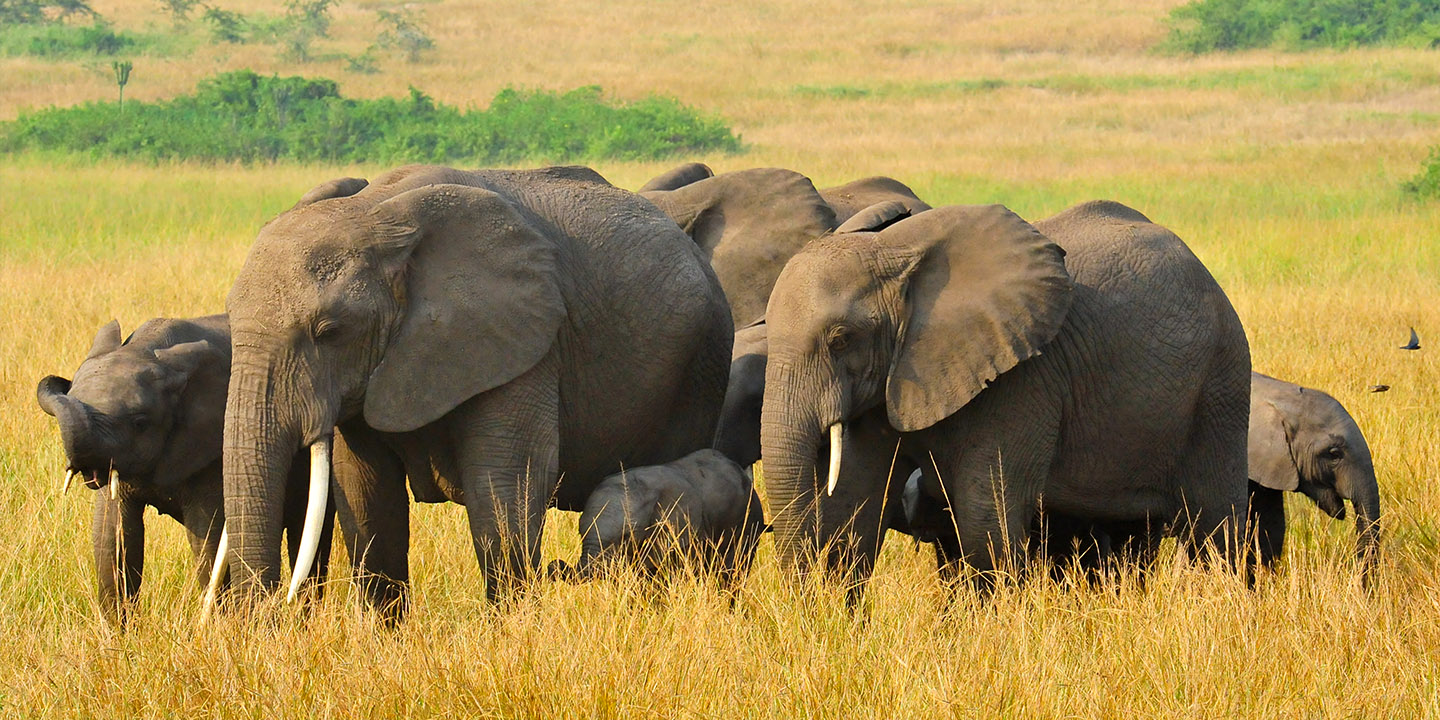 Uganda Wildlife Tour