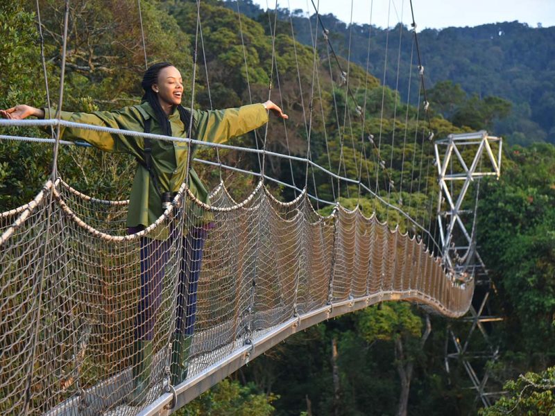 Canopy walk on wildlife safaris in Rwanda