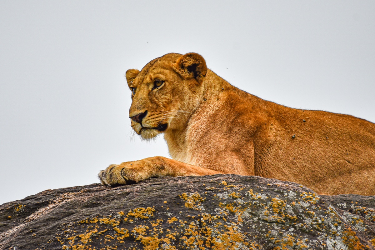 Kidepo Valley National Park