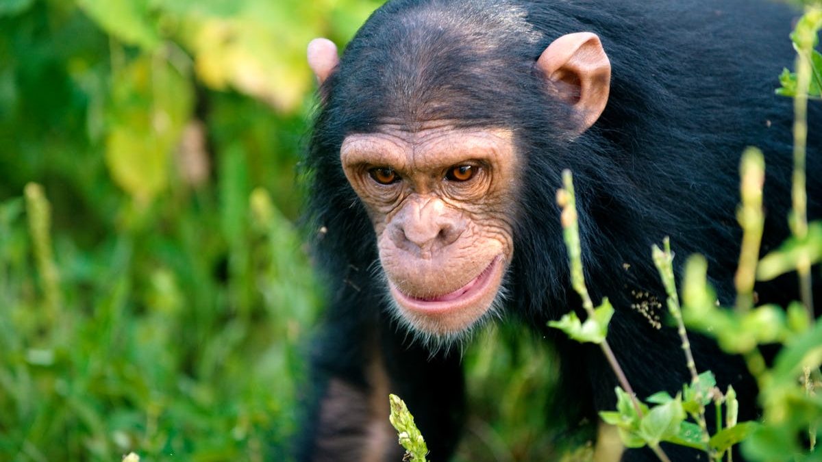 Chimpanzee Trekking in Nyungwe