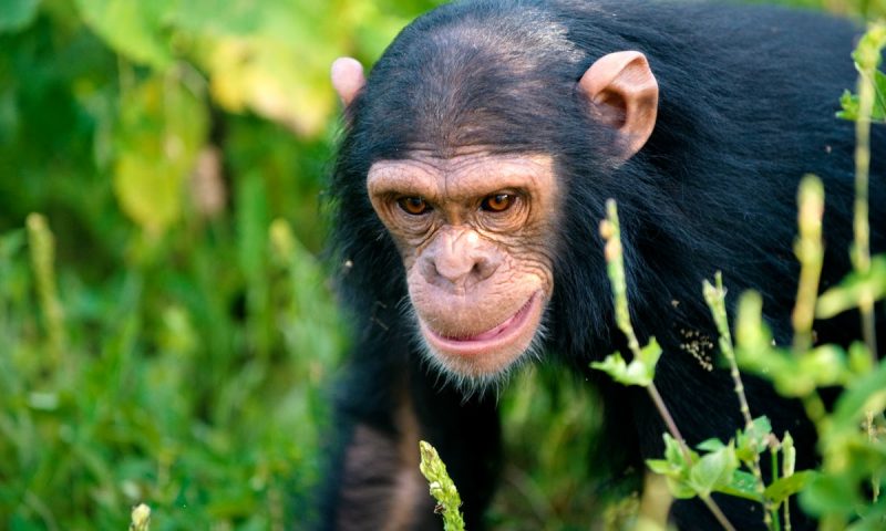 Rwanda Chimpanzee Trek