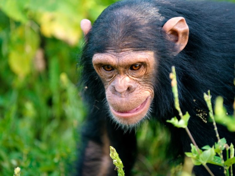 Chimpanzee Trekking in Nyungwe