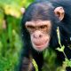 Chimpanzee Trekking in Nyungwe