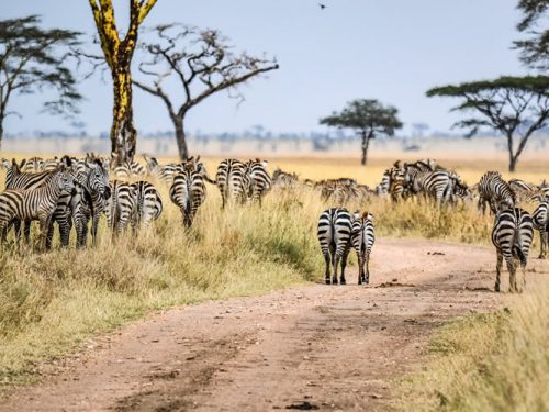 Rwanda wildlife Safaris Tour