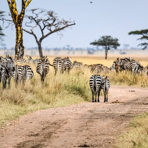 Rwanda wildlife Safaris Tour