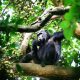 Uganda Wildlife Adventure